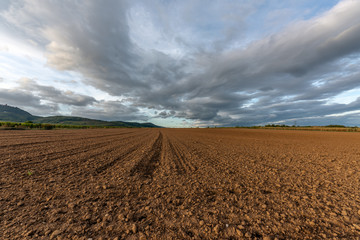 Canvas Print - Champ dans la plaine d'Alsace