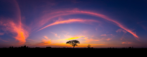Wall Mural - panorama silhouette tree in africa with sunset.tree silhouetted against a setting sun.dark tree on o