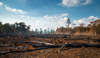 Wall Mural - Wood cutting, burning wood, destroying the environment.Area of illegal deforestation of vegetation native to the Laos forest,ASIA.