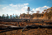 Wood Cutting, Burning Wood, Destroying The Environment.Area Of Illegal Deforestation Of Vegetation Native To The Laos Forest,ASIA.