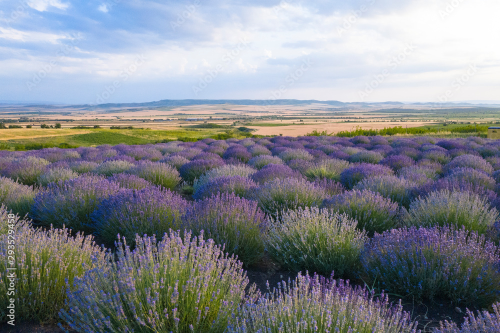 Blooming lavender field in the Alazani Valley, Kakheti, Georgia country. Summer 2019 - obrazy, fototapety, plakaty 