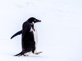 Fototapeta Tęcza - Portrait of an Adelie penguin walking on an ice floe in Antarctica