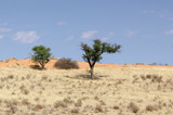 Fototapeta Sawanna - Parc national Kalahari Gemsbok, parc transfrontalier de Kgalagadi, Afrique du Sud