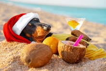 Adorable Black And Tan Dachshund Dog, Buried Under Sand On The Beach, Chill And Relaxing On A Seashore, On Summer Vacation Holidays, With Coconut Cocktail Drink, Wears Christmas Santa Hat