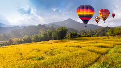 Hot air balloon over the yellow terraced rice field in harvest season .