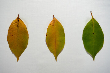 autumn