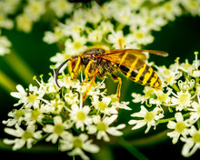 Wasp On White Flower