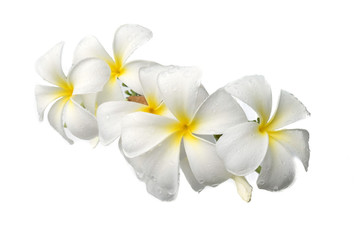 Canvas Print - White plumeria flowers on a white scene