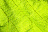 Fototapeta  - Abstract green leaf texture for background
