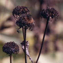 Dry, Fallen Flowers In Autumn Close-up