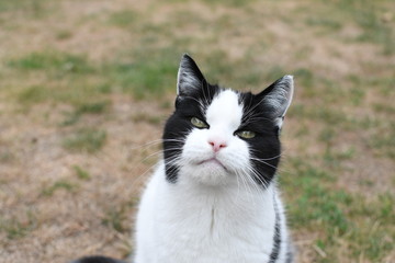 black and white domestic cat