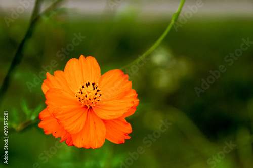 オレンジ色のコスモス Buy This Stock Photo And Explore Similar Images At Adobe Stock Adobe Stock オレンジ色のコスモス Buy This Stock Photo And Explore Similar Images At Adobe Stock Adobe Stock