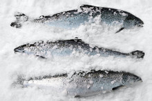 Fresh Norwegian Salmon On Ice In Supermarket