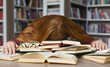 © Prostock-studio - Tired redhead girl sleeping on books at campus library