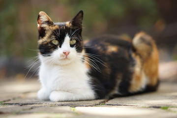 Wall Mural - Tricolor kitty lies on the stone floor in autumn garden, domestic animals relax outdoor, maneki neko cat