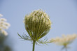 White flowering umbels and buds of wild carrot against a bright blue sky in a white bloom meadow of daucus carota