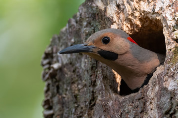 Wall Mural - Portrait of a Norther Flicker.