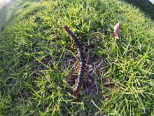 Centipede Walking On The Lawn