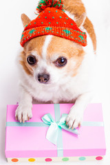 Poster - Chihuahua breed dog in a hat with a gift