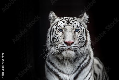 Cuadros en Lienzo Tiger Bengal white variation. Beautiful female white tiger.