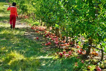 Wall Mural - Picking fresh apples at a pick-your-own apple farm