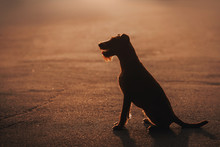 Irish Terrier Dog Sitting In The Setting Sun