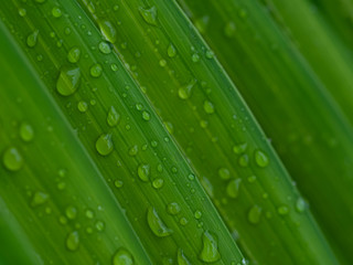  water drop on green .Palm leaf soft focus  for background
