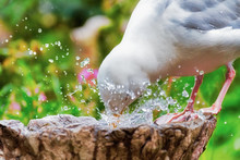 Herring Gull Making A Splash In A Birdbath