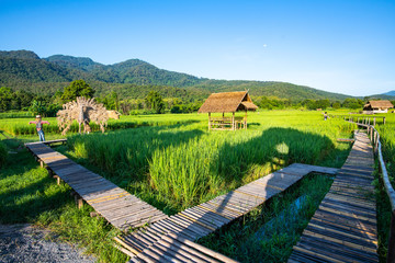 Wall Mural - Rice field in Huay Tueng Tao project