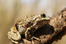 Gray Treefrog Ready To Leap From Branch Looking At Camera