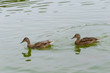 couple of ducks swimming in the lagoon