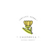 Vector design template logo and emblem healthy herb- calendula. Logo in trendy linear style isolated on white background.