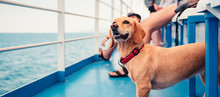 Dog traveling on the ferry