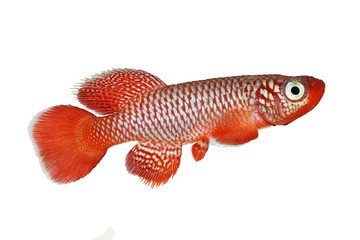 Wall Mural - Kisaki Killifish Nothobranchius flammicomantis Killi aquarium fish