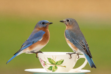 A pair of Eastern Bluebirds at a teacup feeder on a dreary winter day.