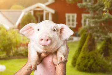 Poster - Hands Holding a Pinky Piglet in the Air