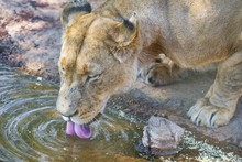 A Lioness Drinking