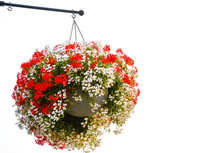 Hanging Red And White Flower Basket