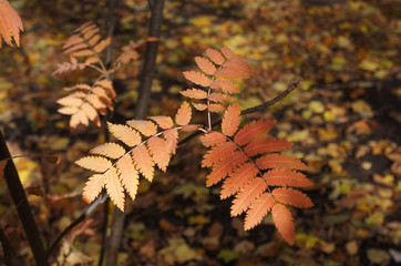 Autumn leaves of mountain ash