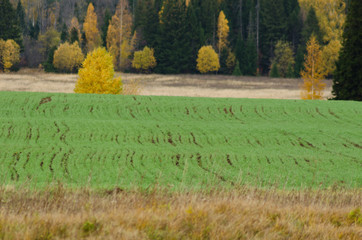 Wall Mural - green agricultural field in autumn