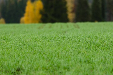 Sticker - green agricultural field in autumn