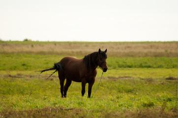 Canvas Print - grazing horse in field in autumn