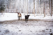 Two reindeer on the background of birches