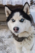 Siberian husky with blue eyes