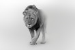 Lion wildlife african pride walking toward you
