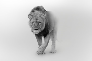 lion wildlife african pride walking toward you