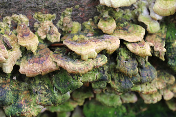 hub on tree in close up in autumn