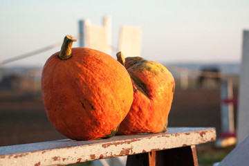 Two orange pumpikins on a bench as autumn outdoor decoration.