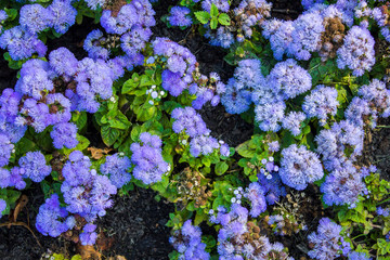 bright blue purple flowers with green leaves, top view