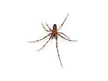 The European Cave Spider Meta Menardi Isolated On White Background